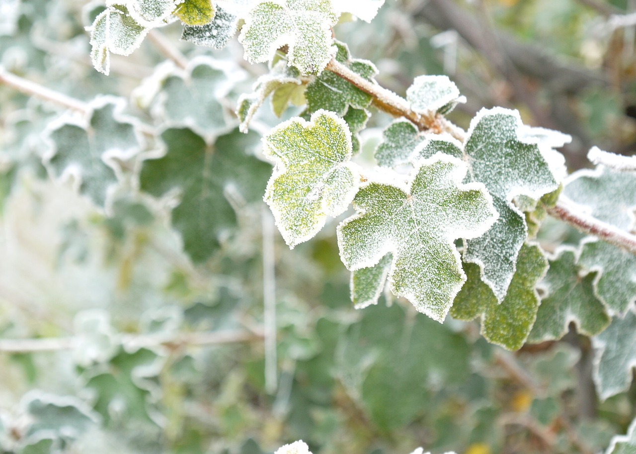 leaves hoarfrost rime free photo