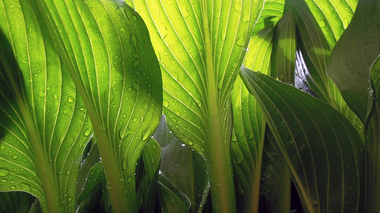 leaves wet rain free photo