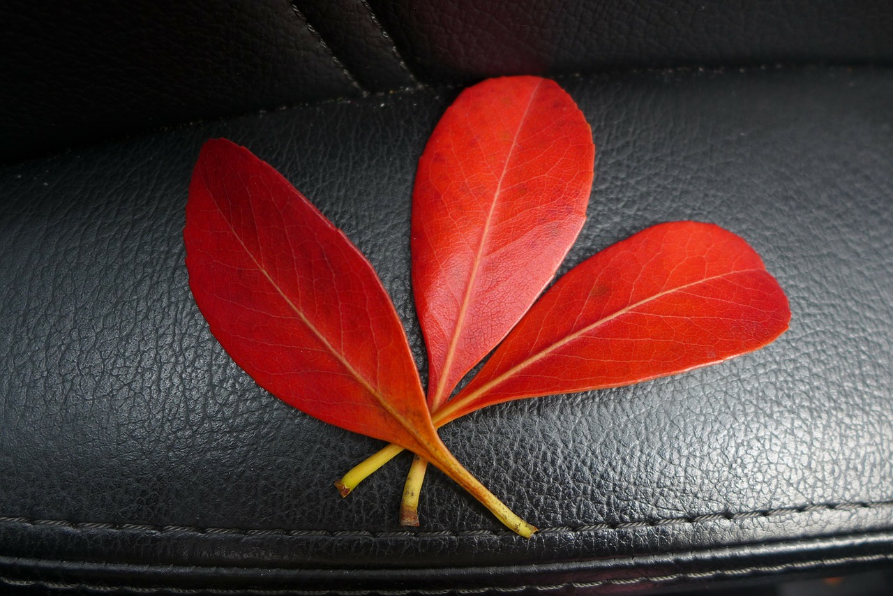 leaves red autumn free photo