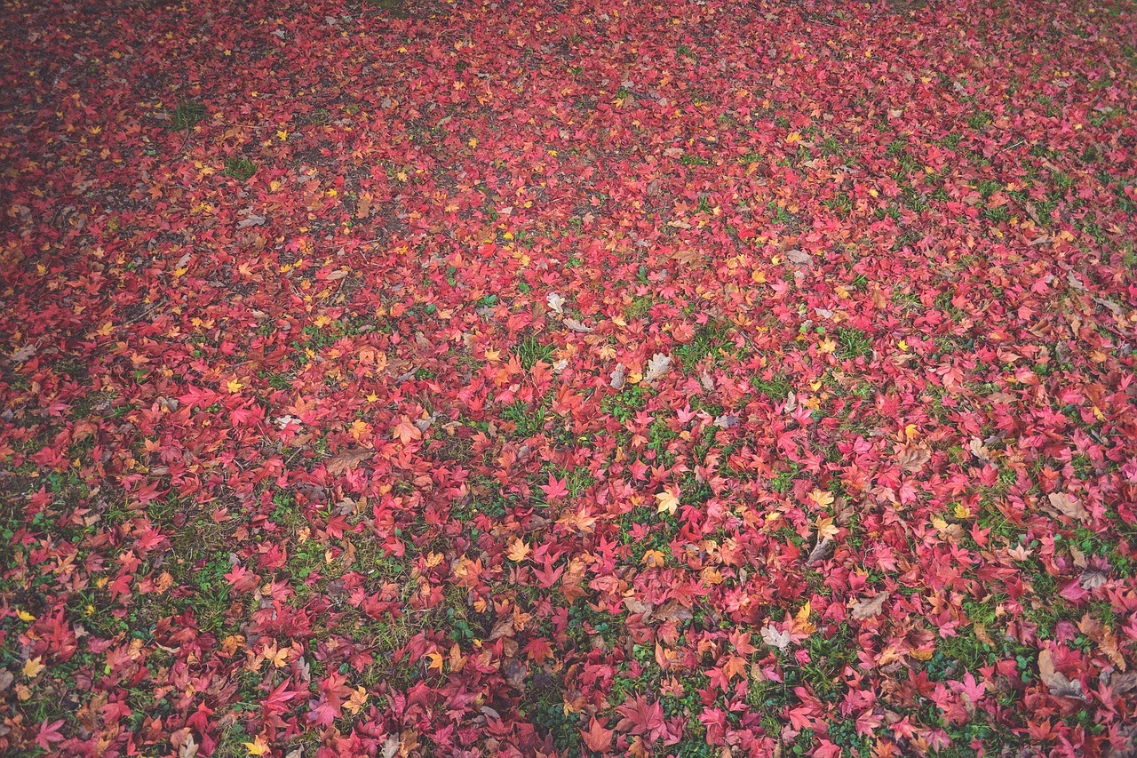 leaves autumn fall free photo