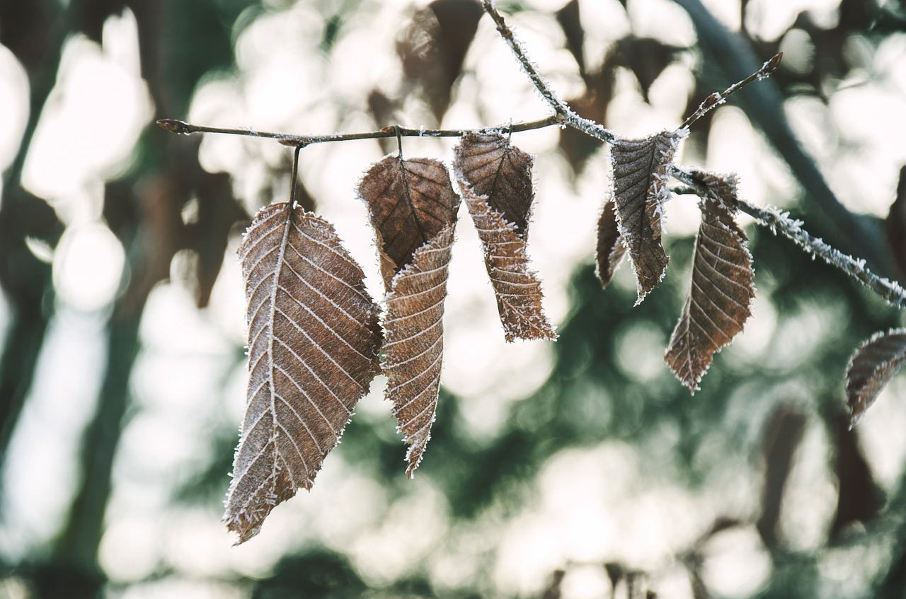 leaves winter cold free photo