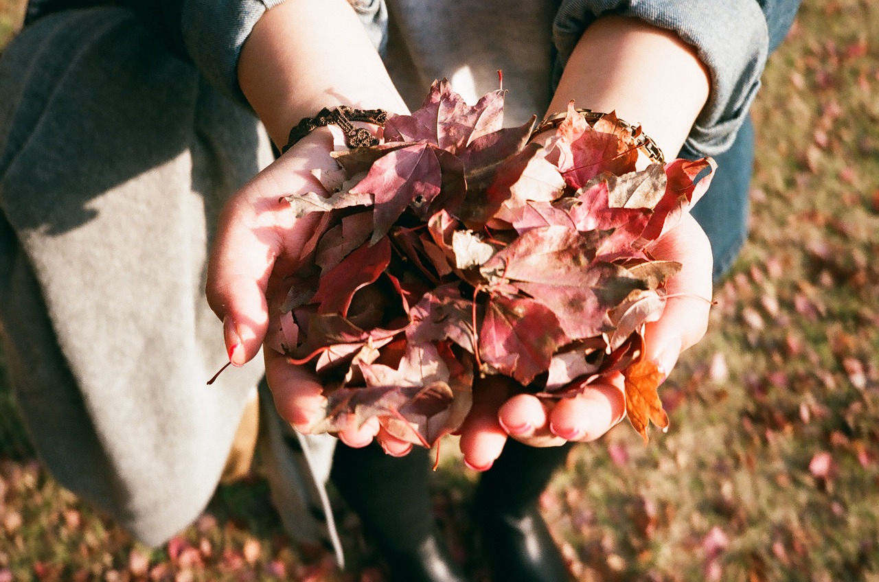 leaves hands autumn free photo