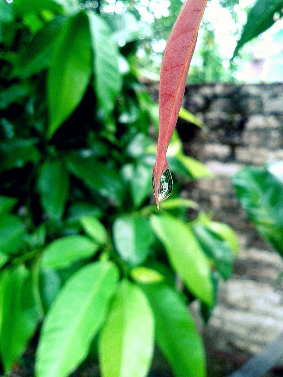 leaves rain drop free photo