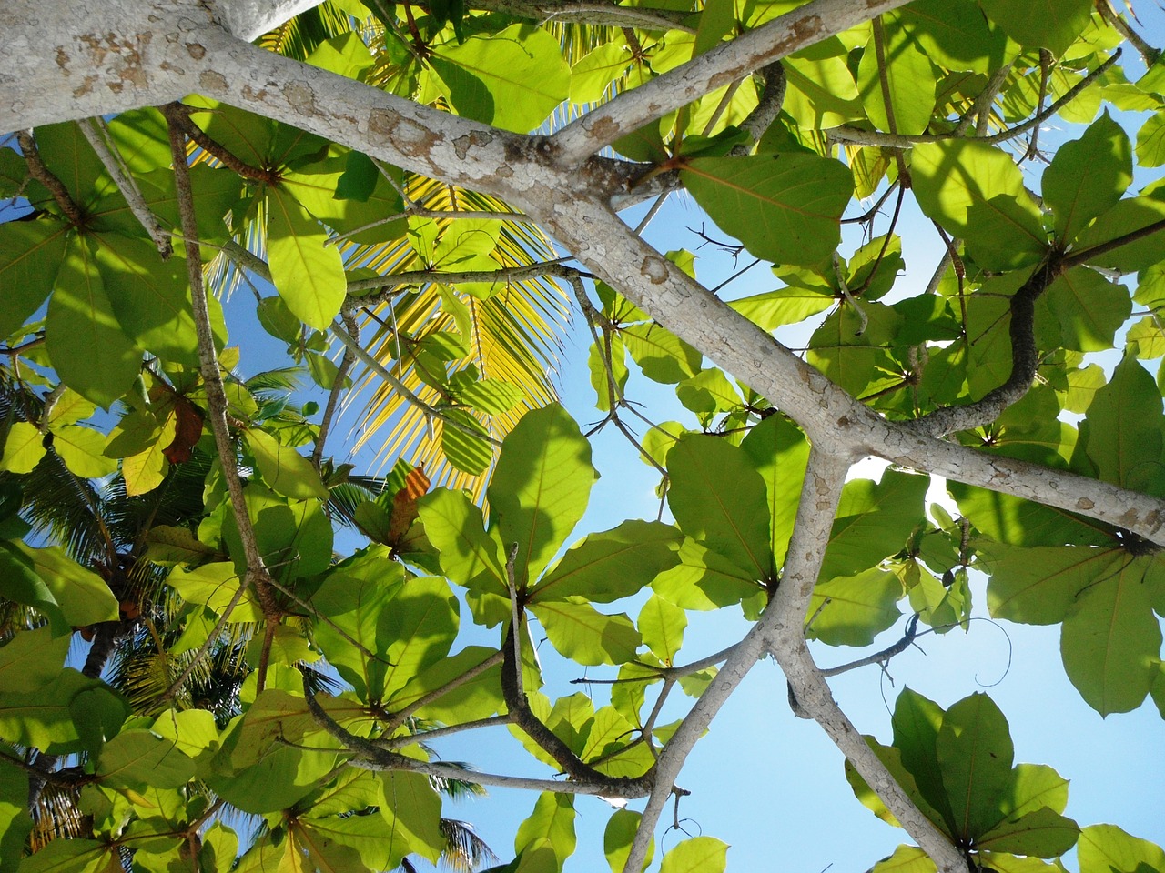 leaves branches leaf free photo