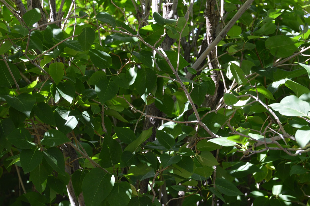 leaves green nature free photo