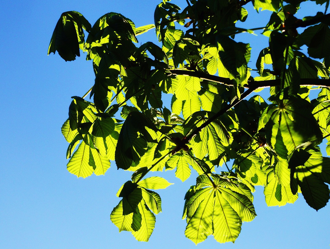 leaves branches sun free photo