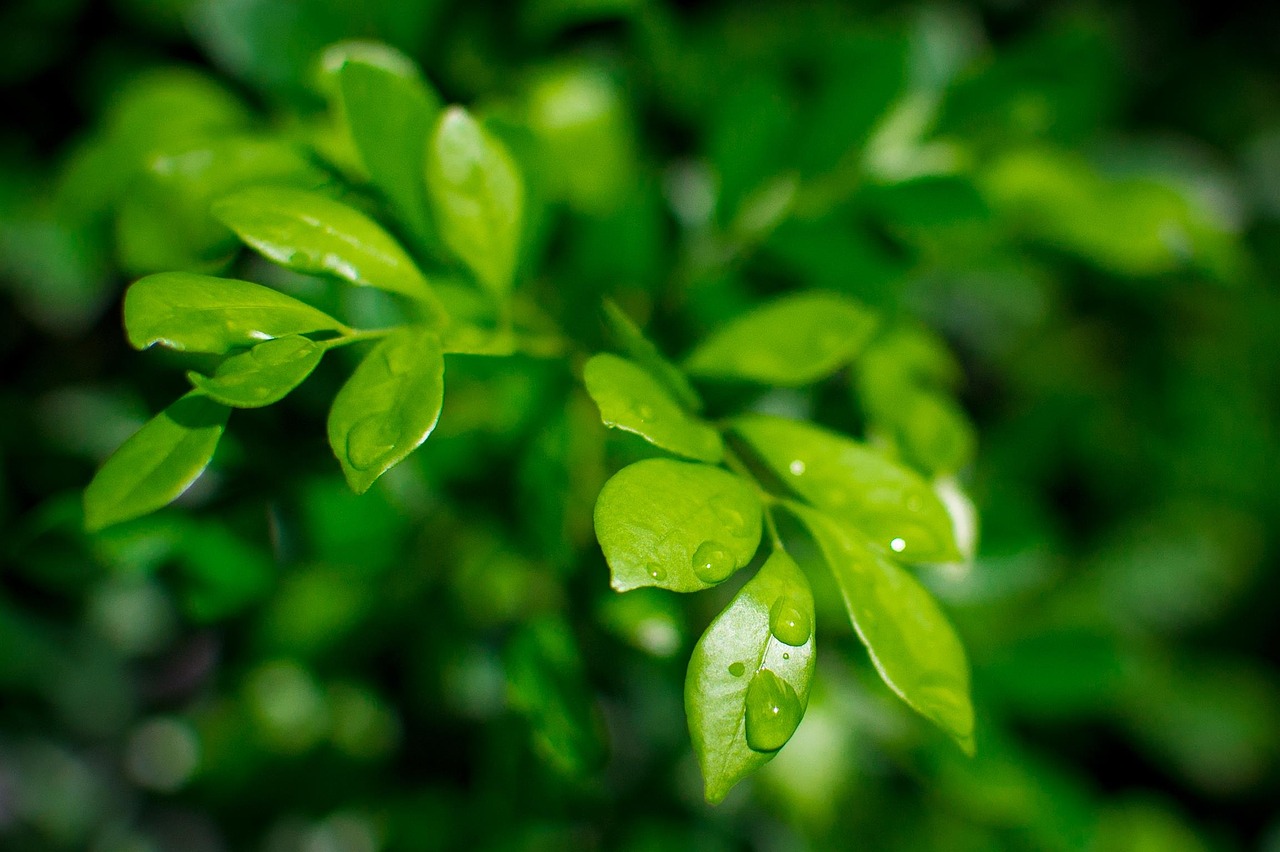leaves wet droplets free photo