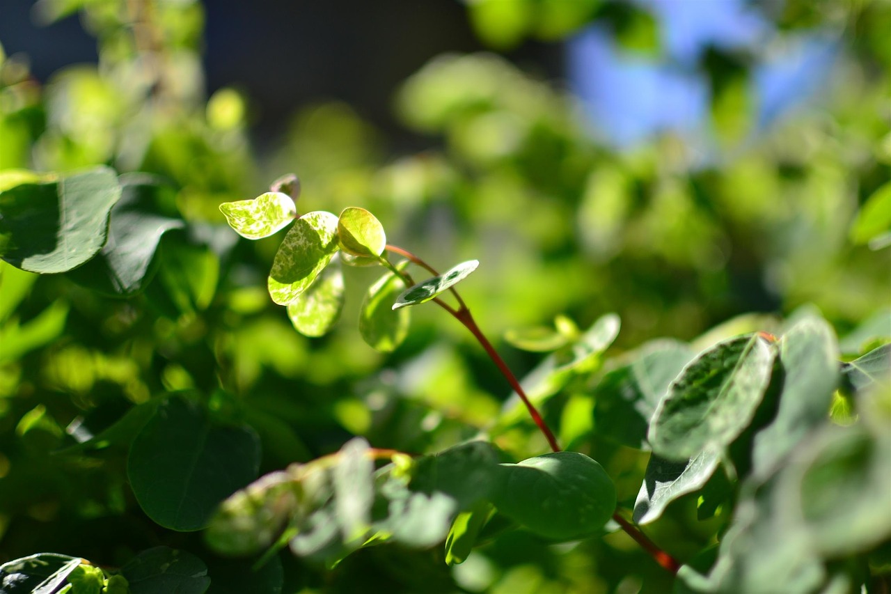 leaves green green leaves free photo