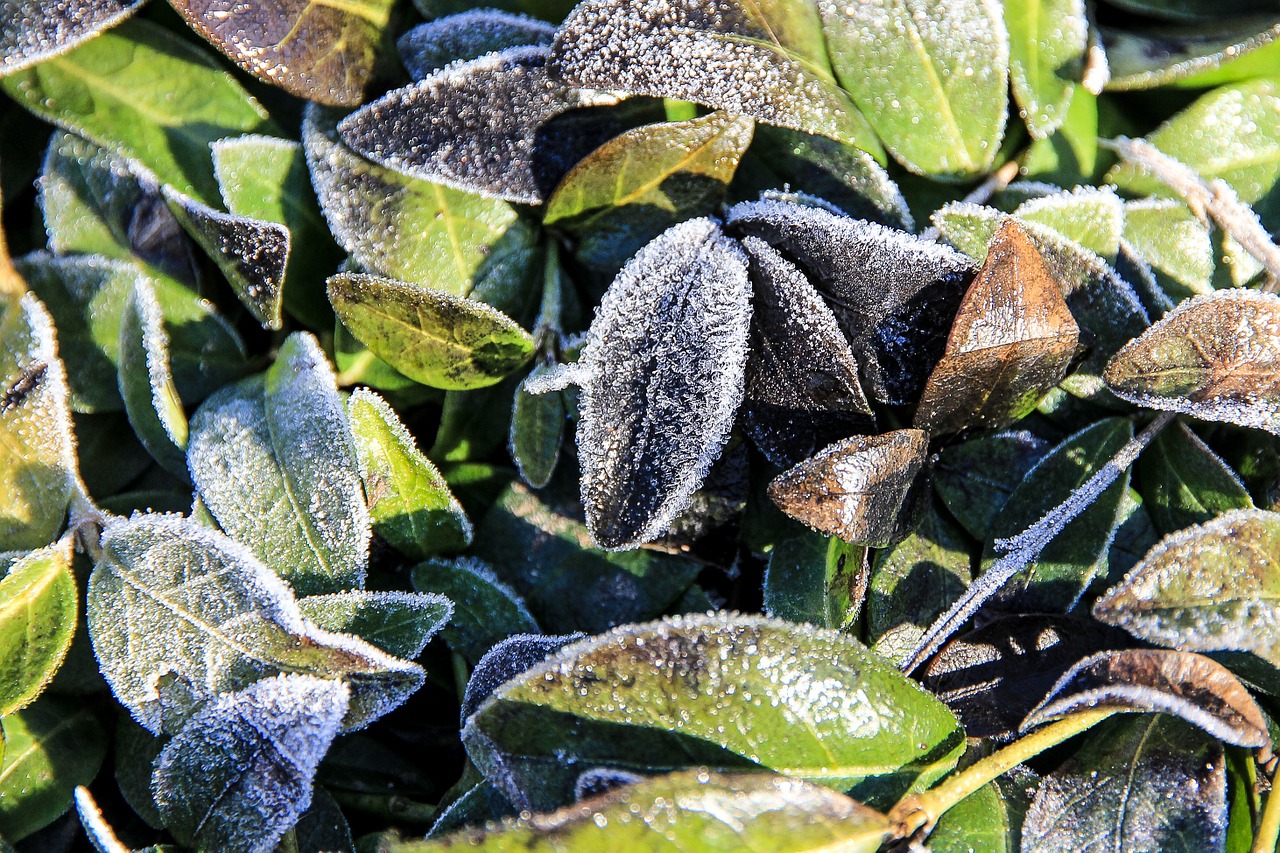 leaves frozen hoar frost free photo