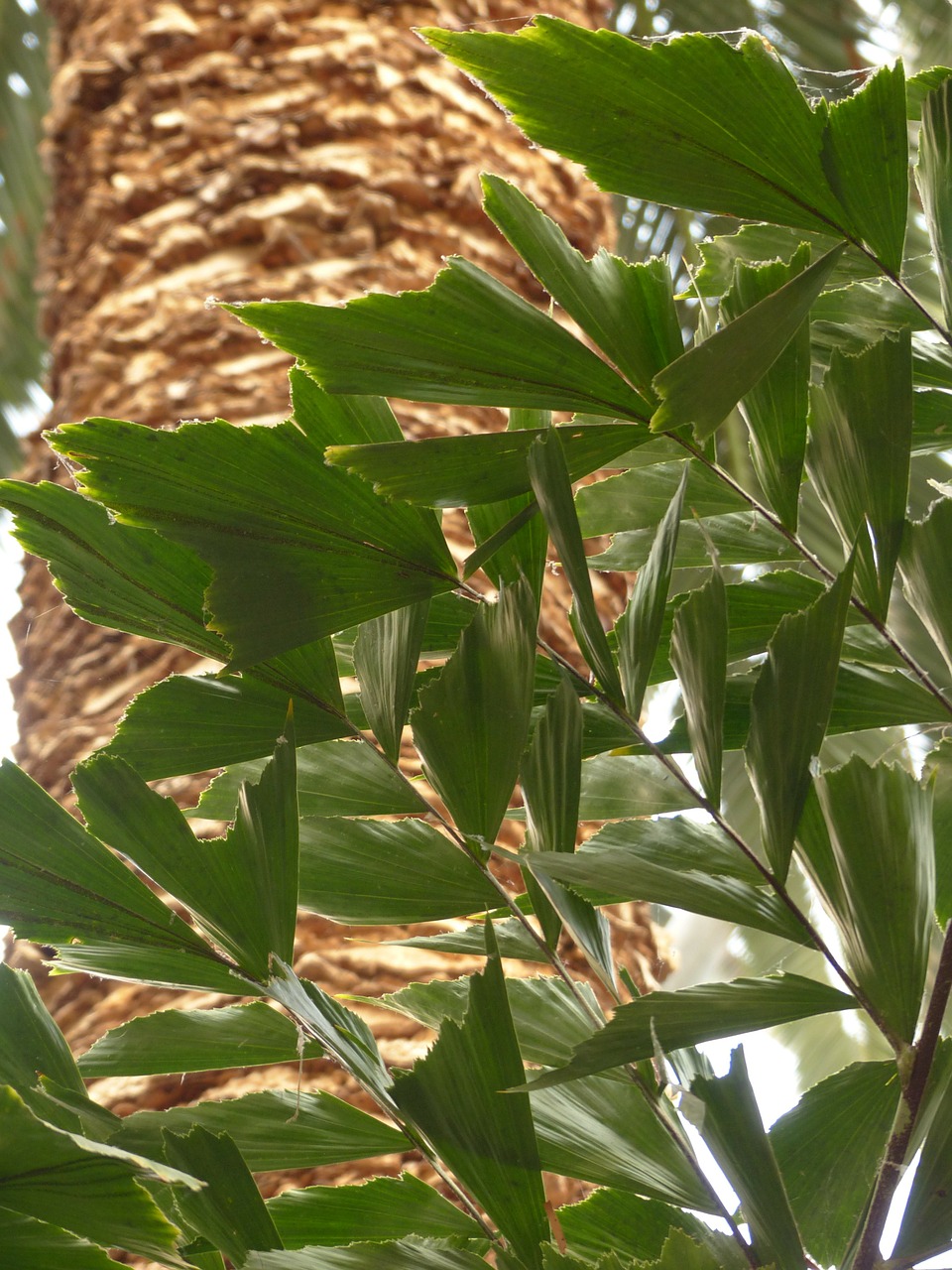 leaves palm frayed free photo