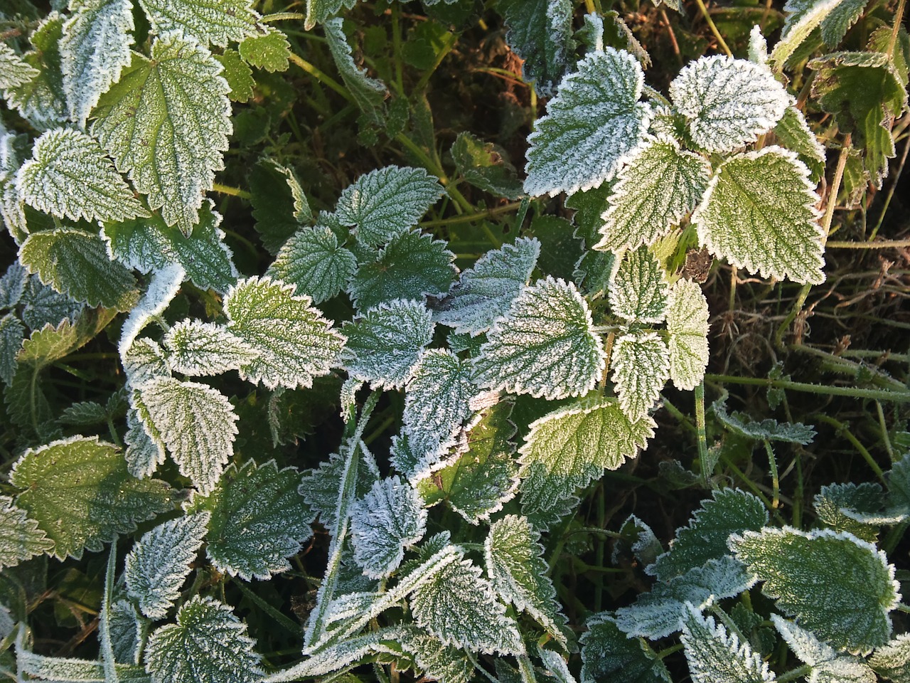 leaves winter frost free photo