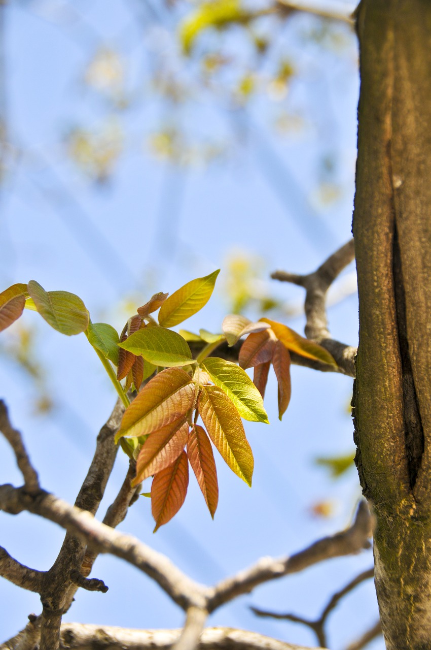 leaves tree nature free photo