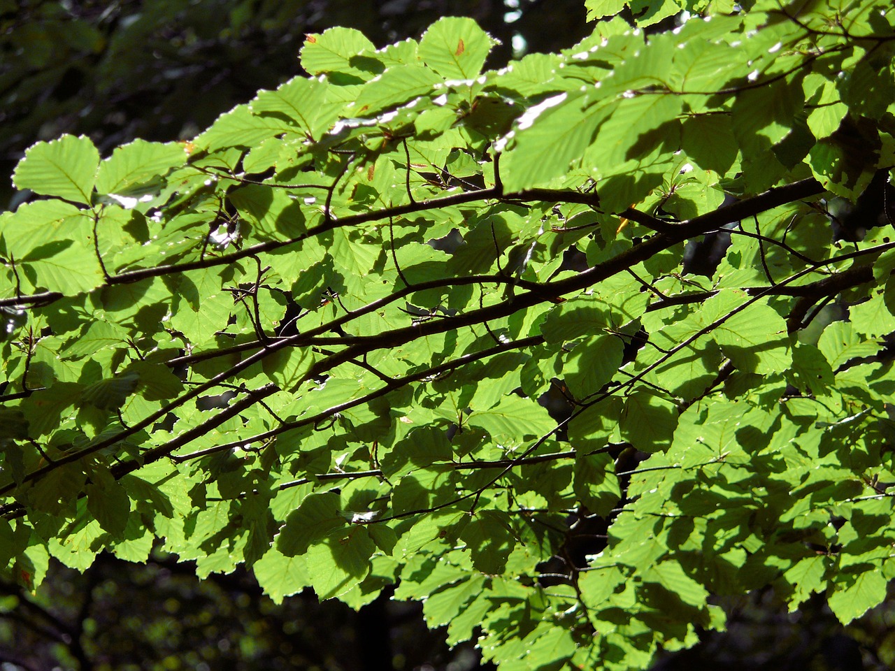 leaves tree sunlight free photo