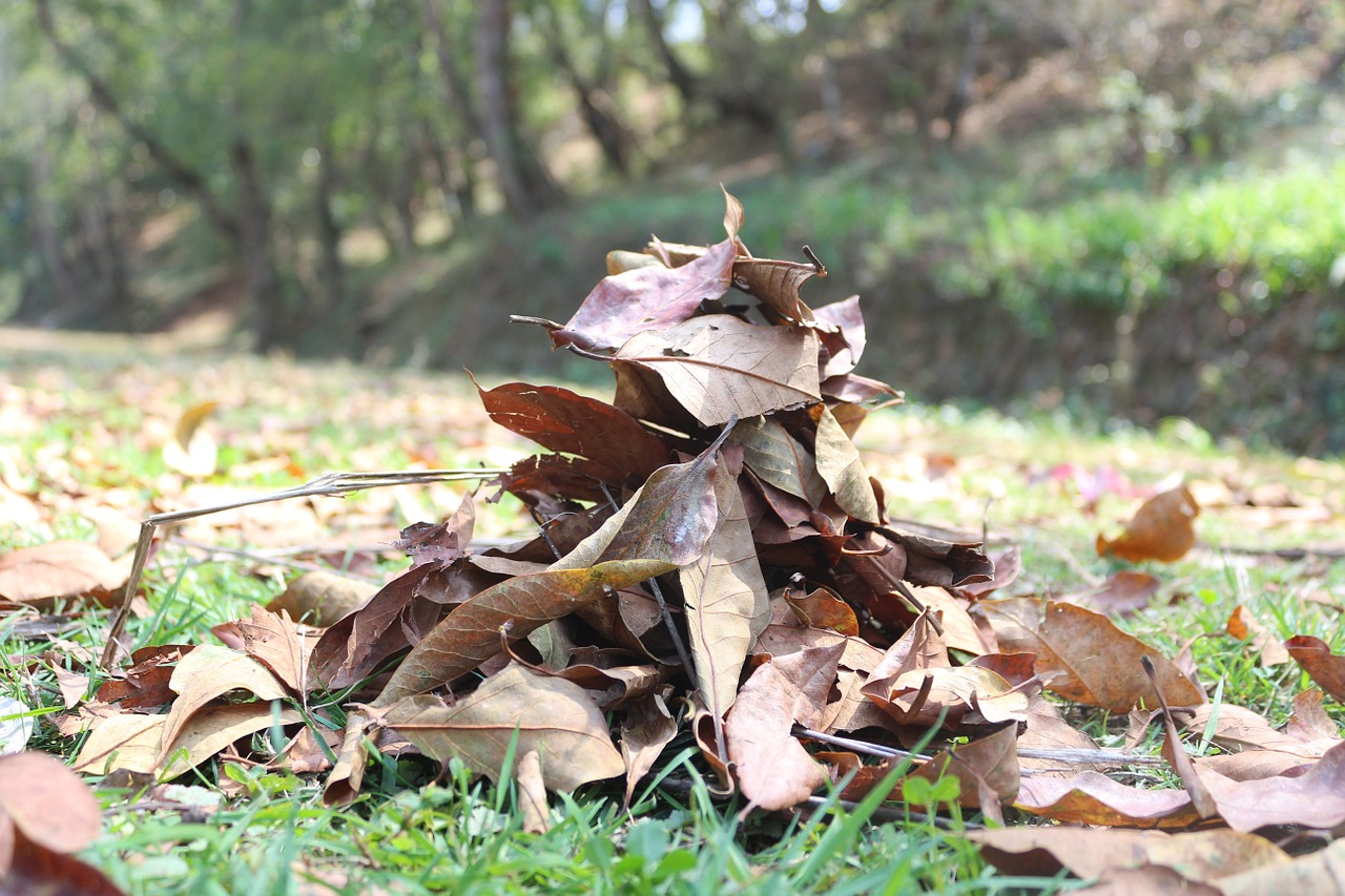 leaves dry dried free photo