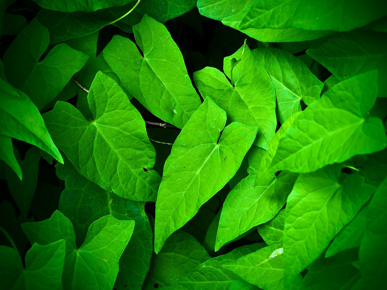 leaves nature green free photo