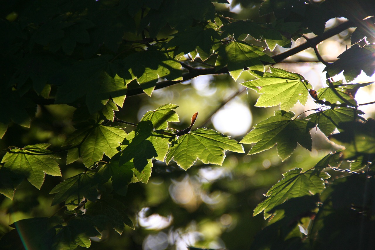 leaves sunshine nature free photo