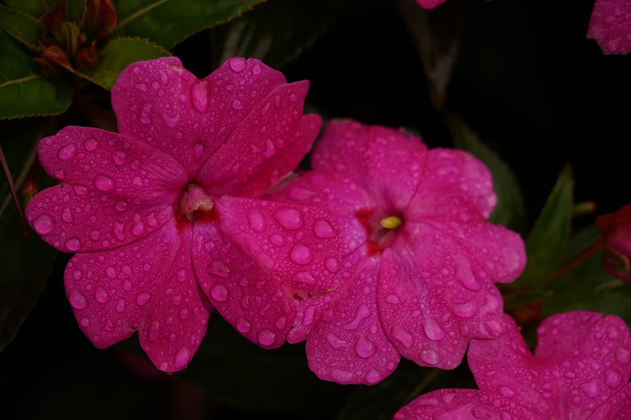 leaves raindrop drip free photo