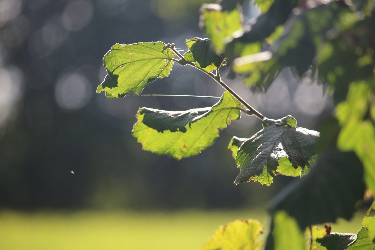 leaves green hazelnut free photo