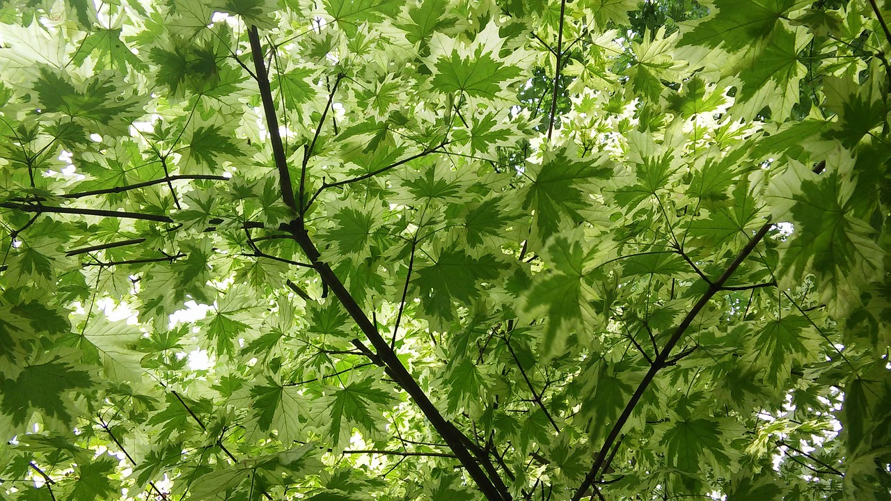 maple leaves green free photo