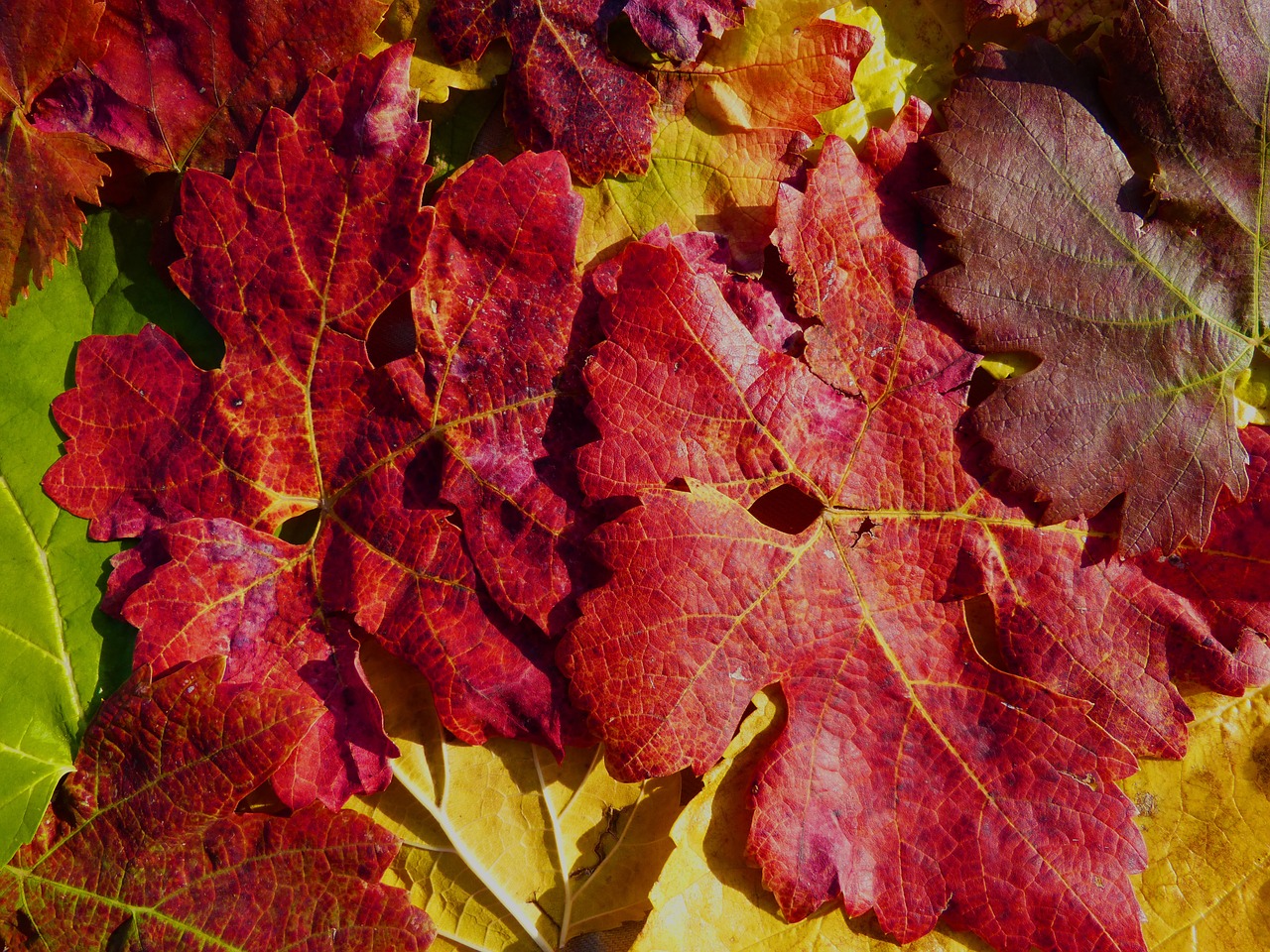 leaves autumn red free photo