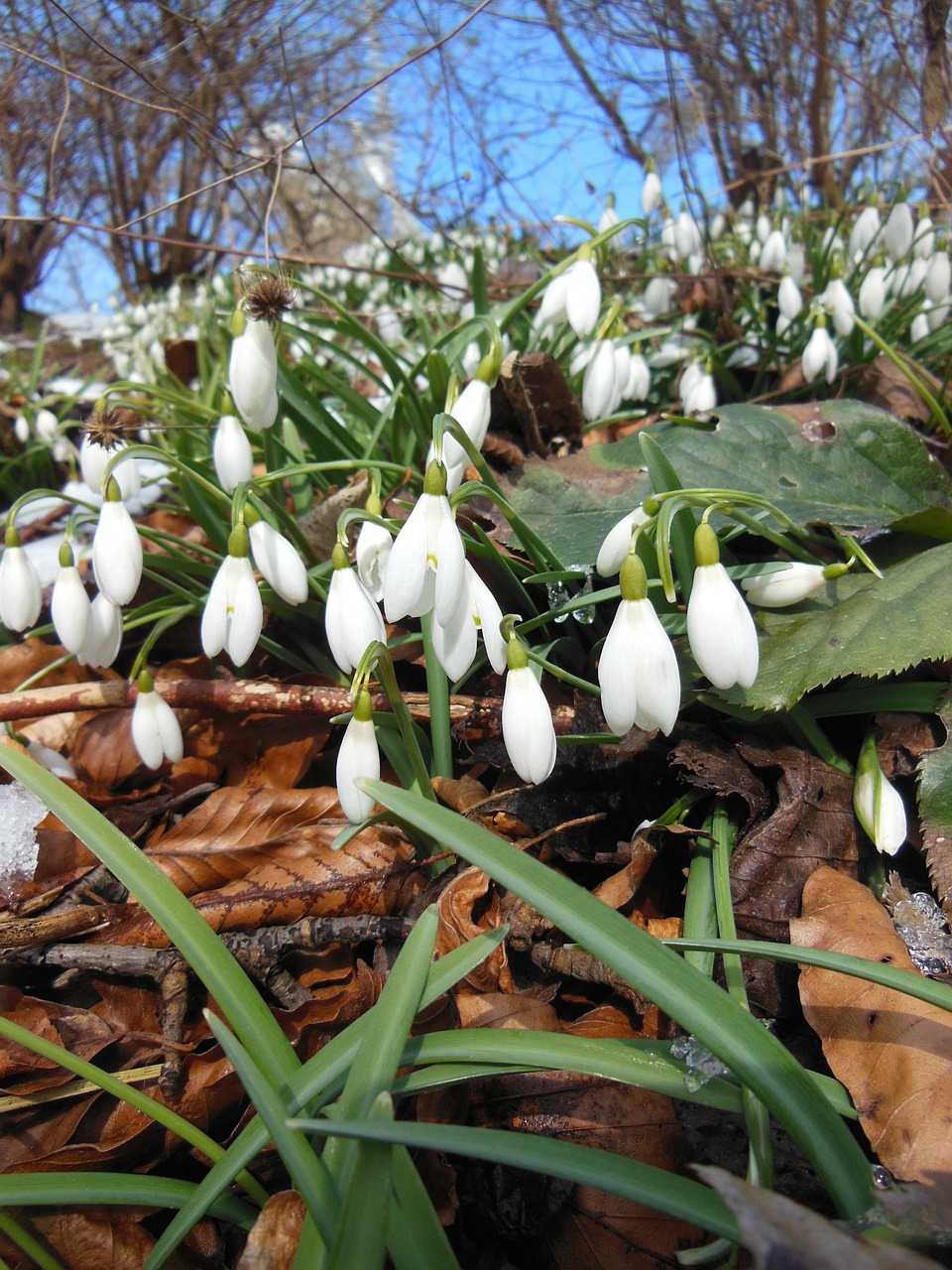 leaves snowdrops spring free photo