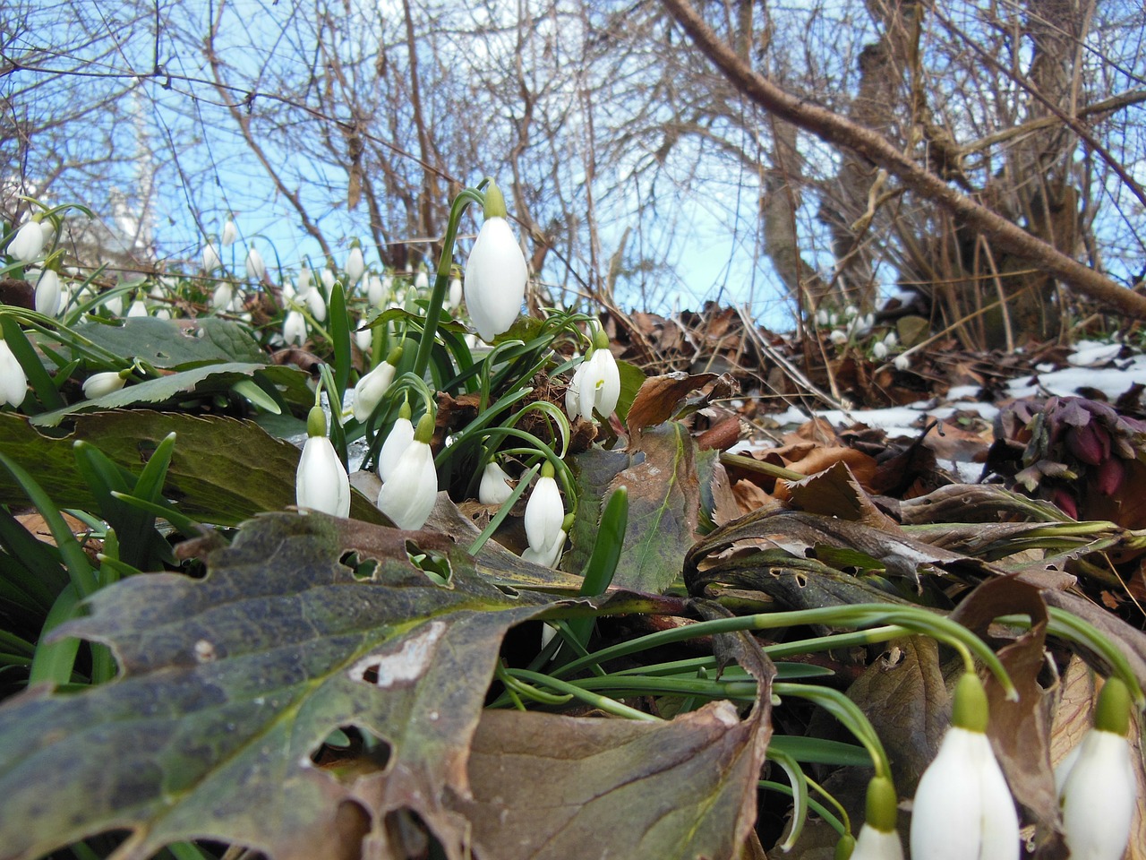 leaves snowdrops spring free photo