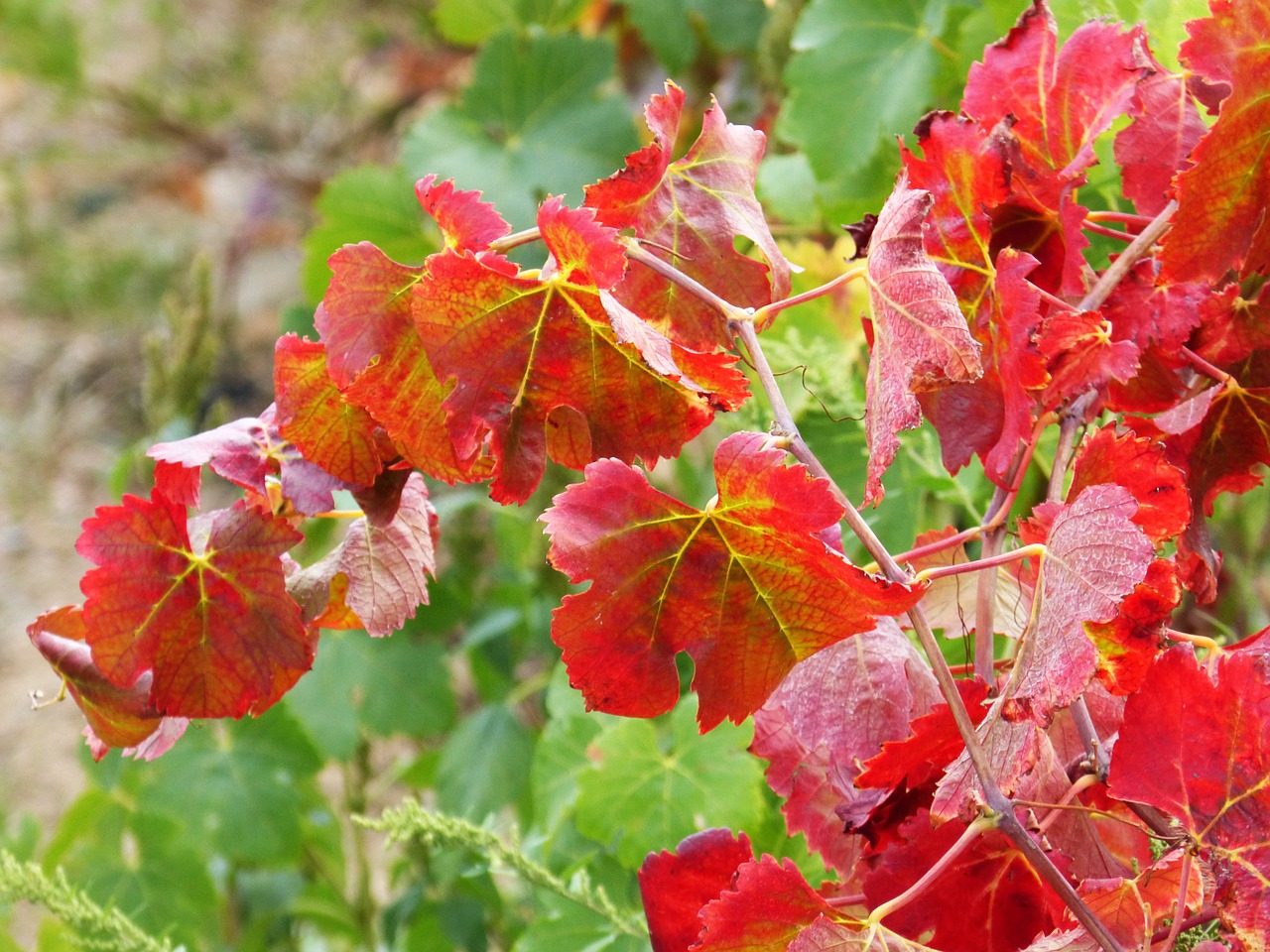 leaves red vine free photo