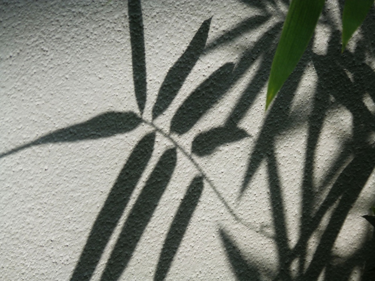 leaves wall silhouette free photo