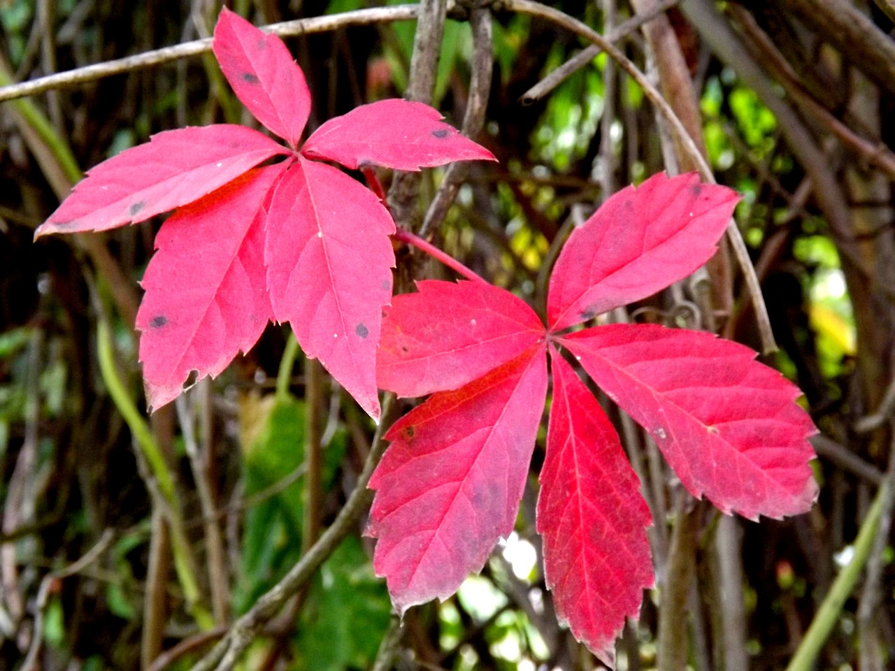 leaves red autumn free photo