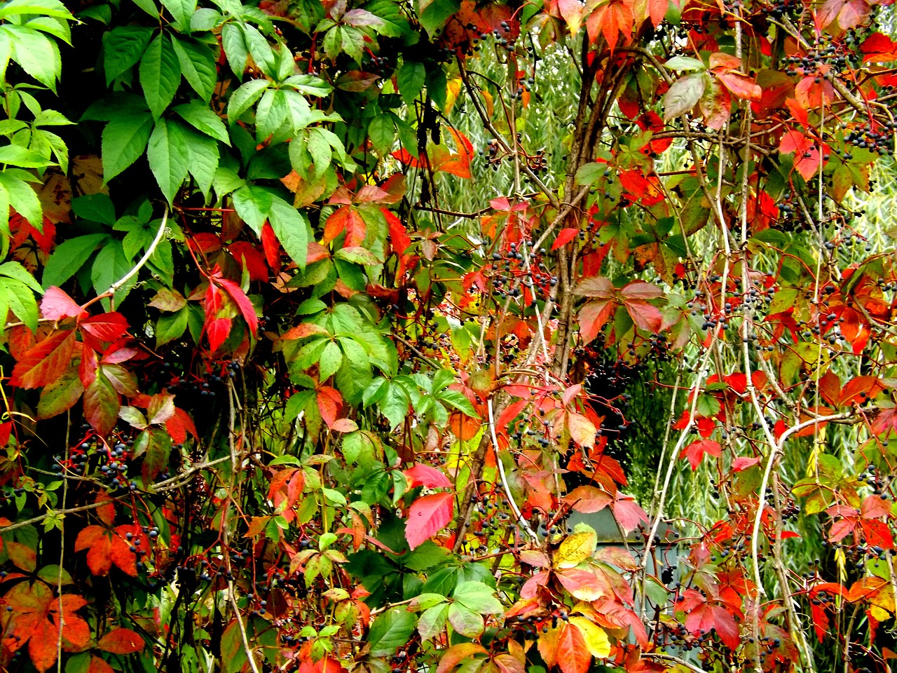 red autumn plants free photo
