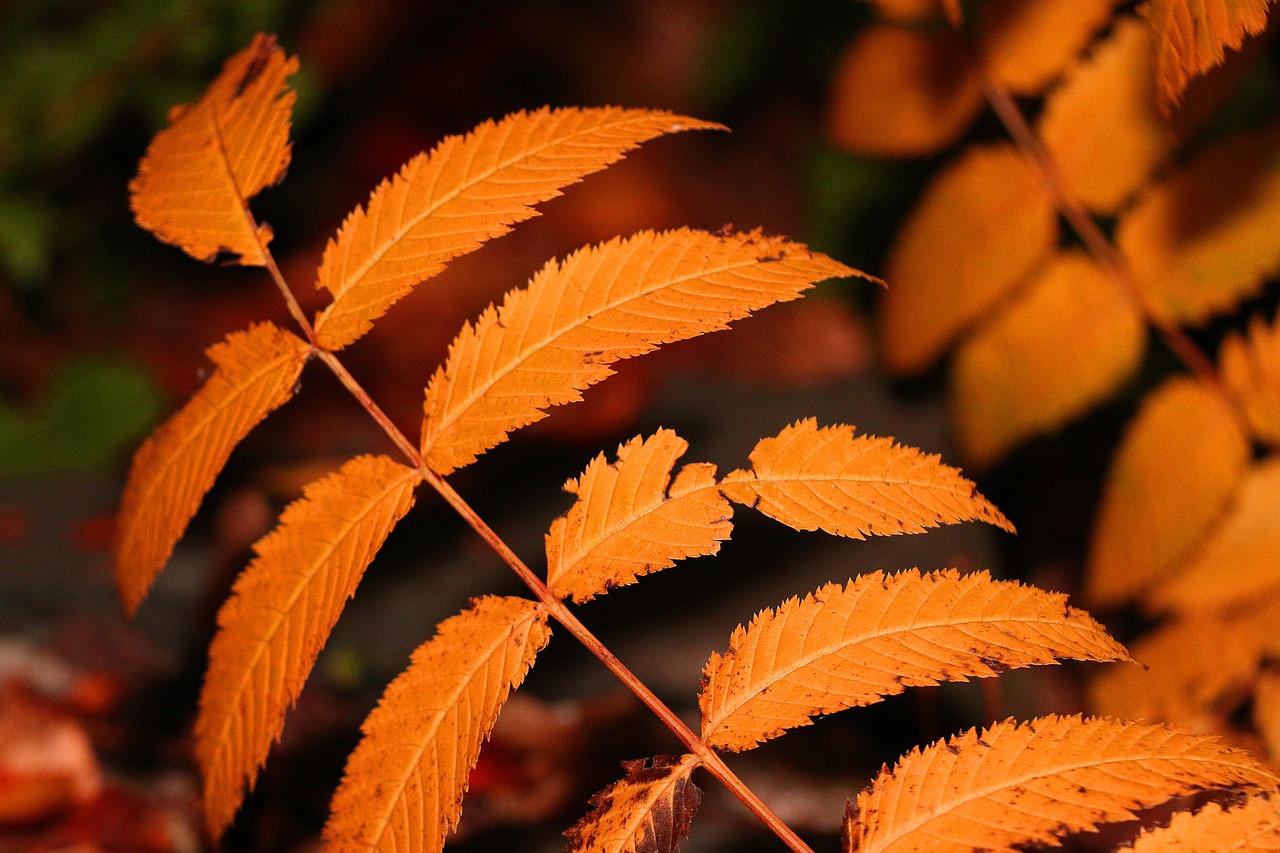 leaves tree plant free photo