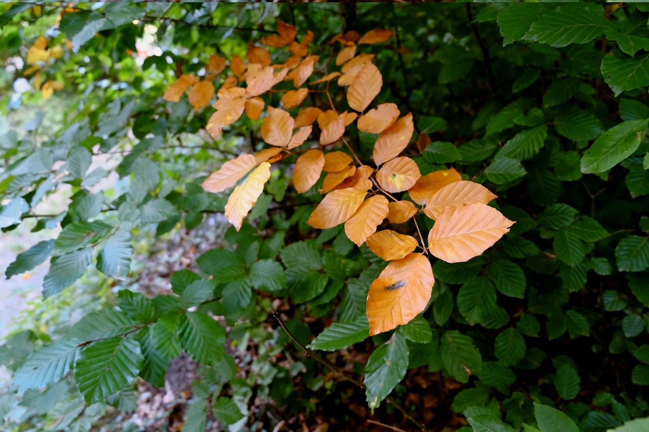 leaves yellow green free photo