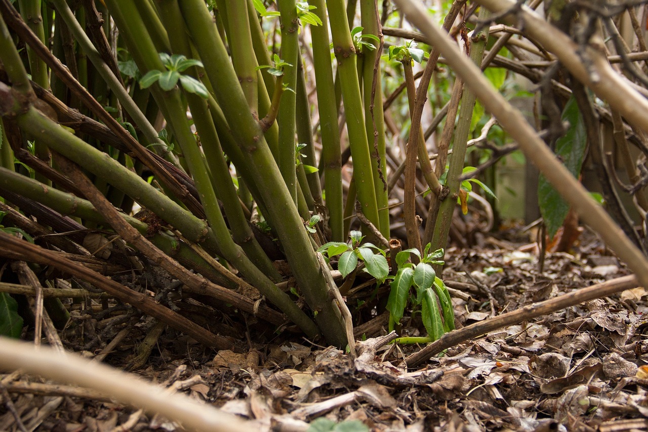 leaves plant garden free photo