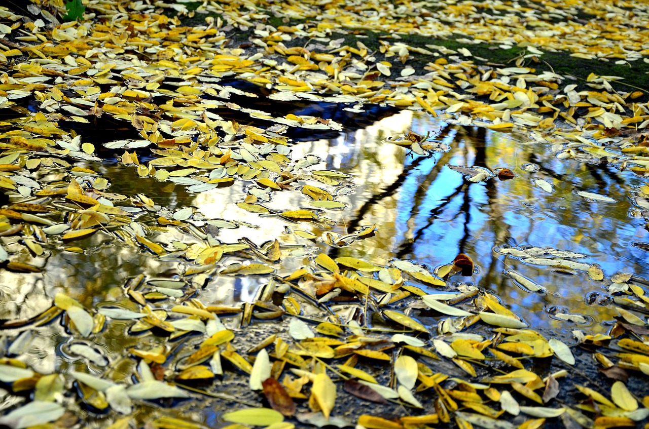 leaves autumn puddle free photo