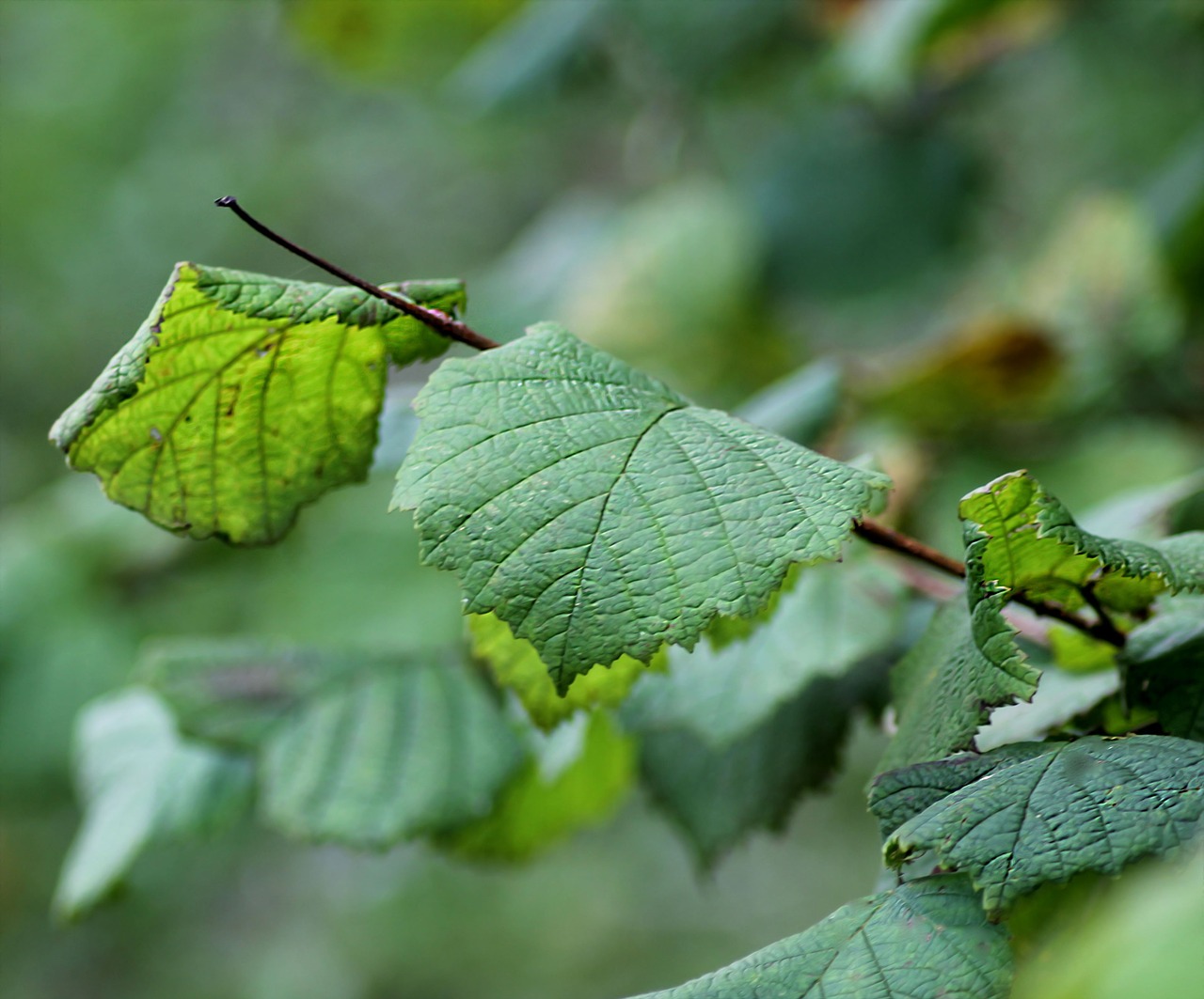 leaves autumn october free photo