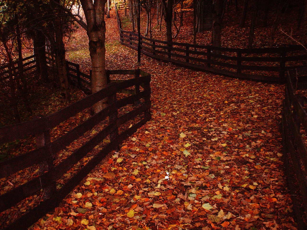 leaves pathway autumn free photo