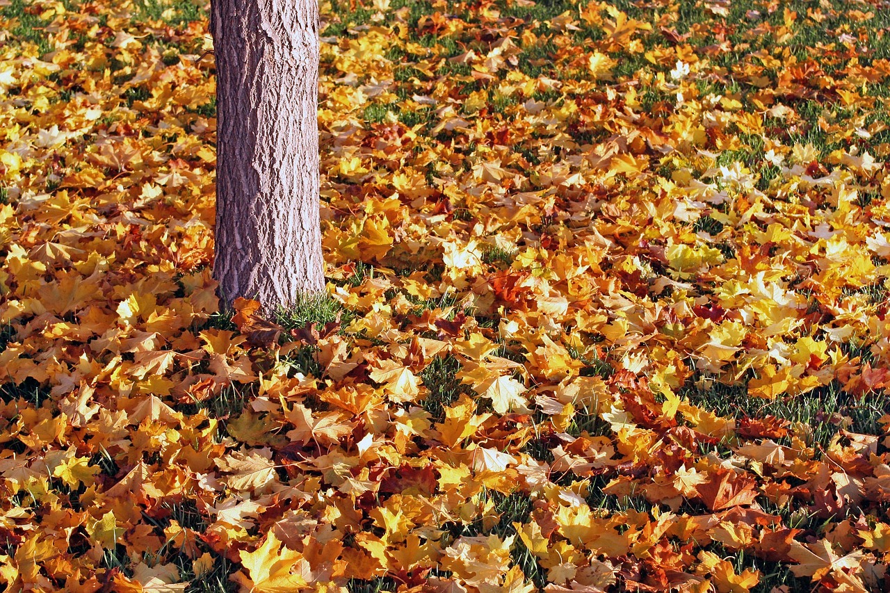 leaves tree ground free photo