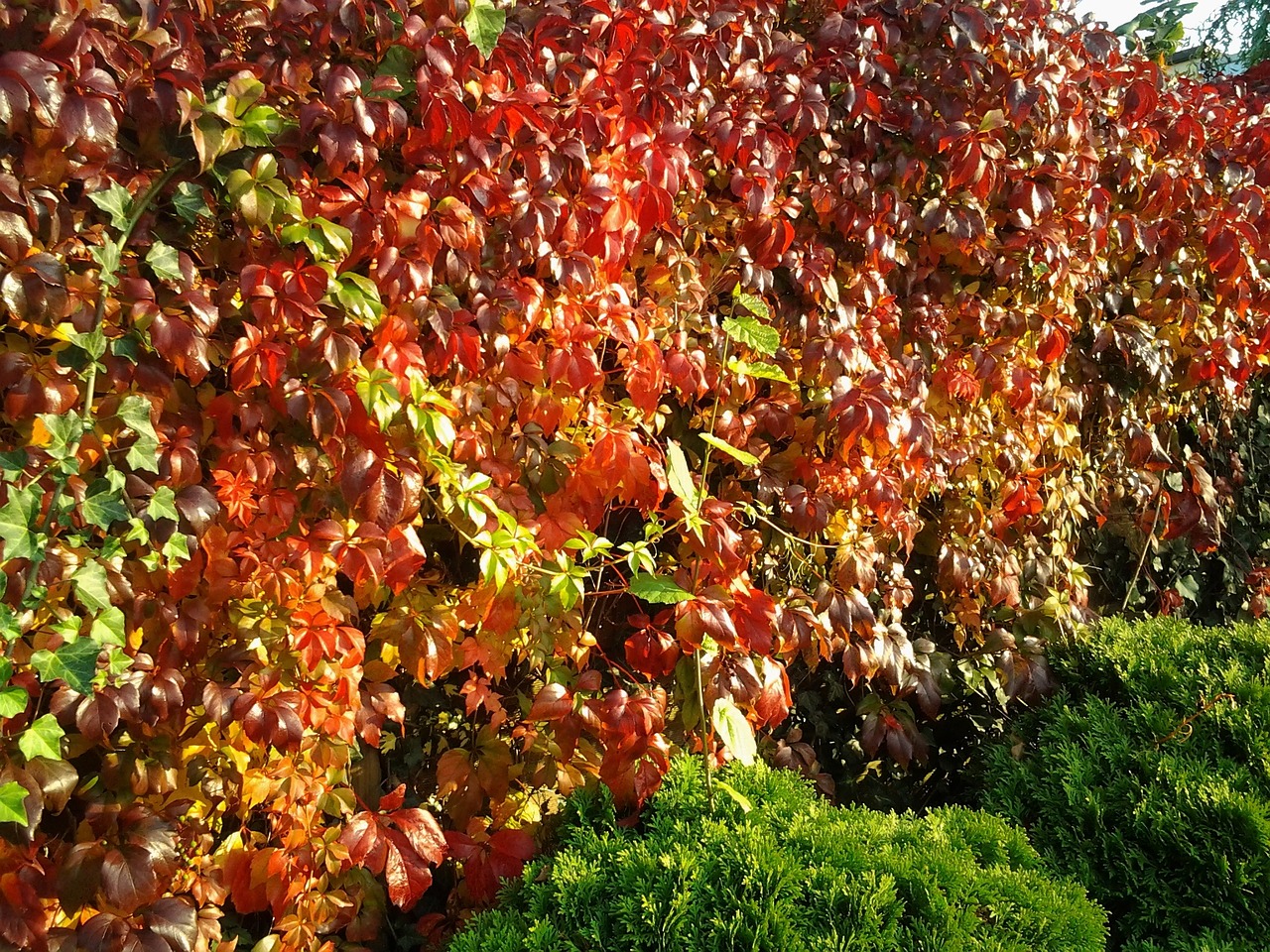 leaves fall foliage wine free photo