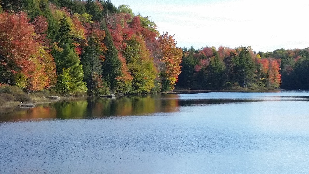 leaves fall colors free photo