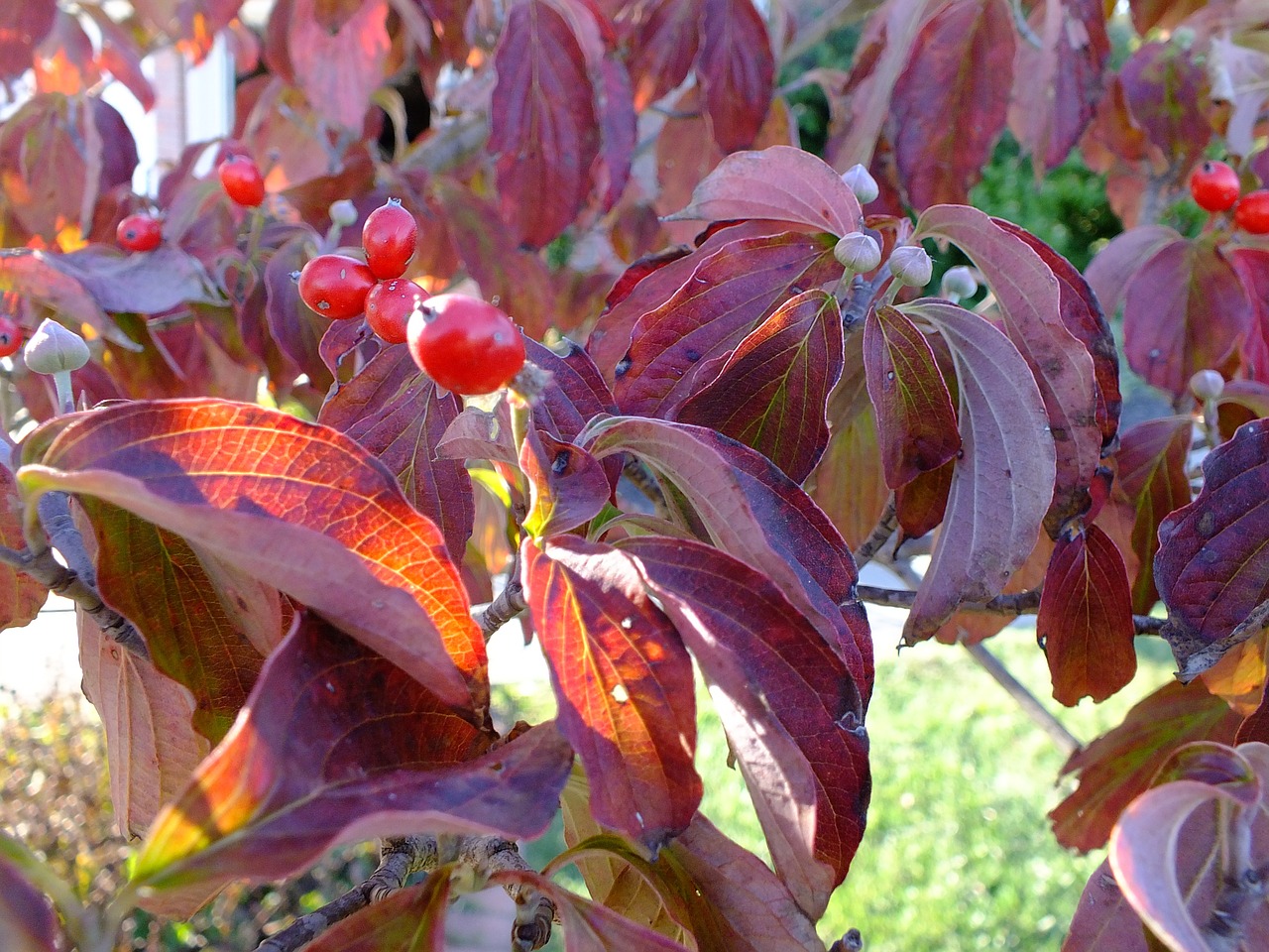 leaves berries dogwood free photo