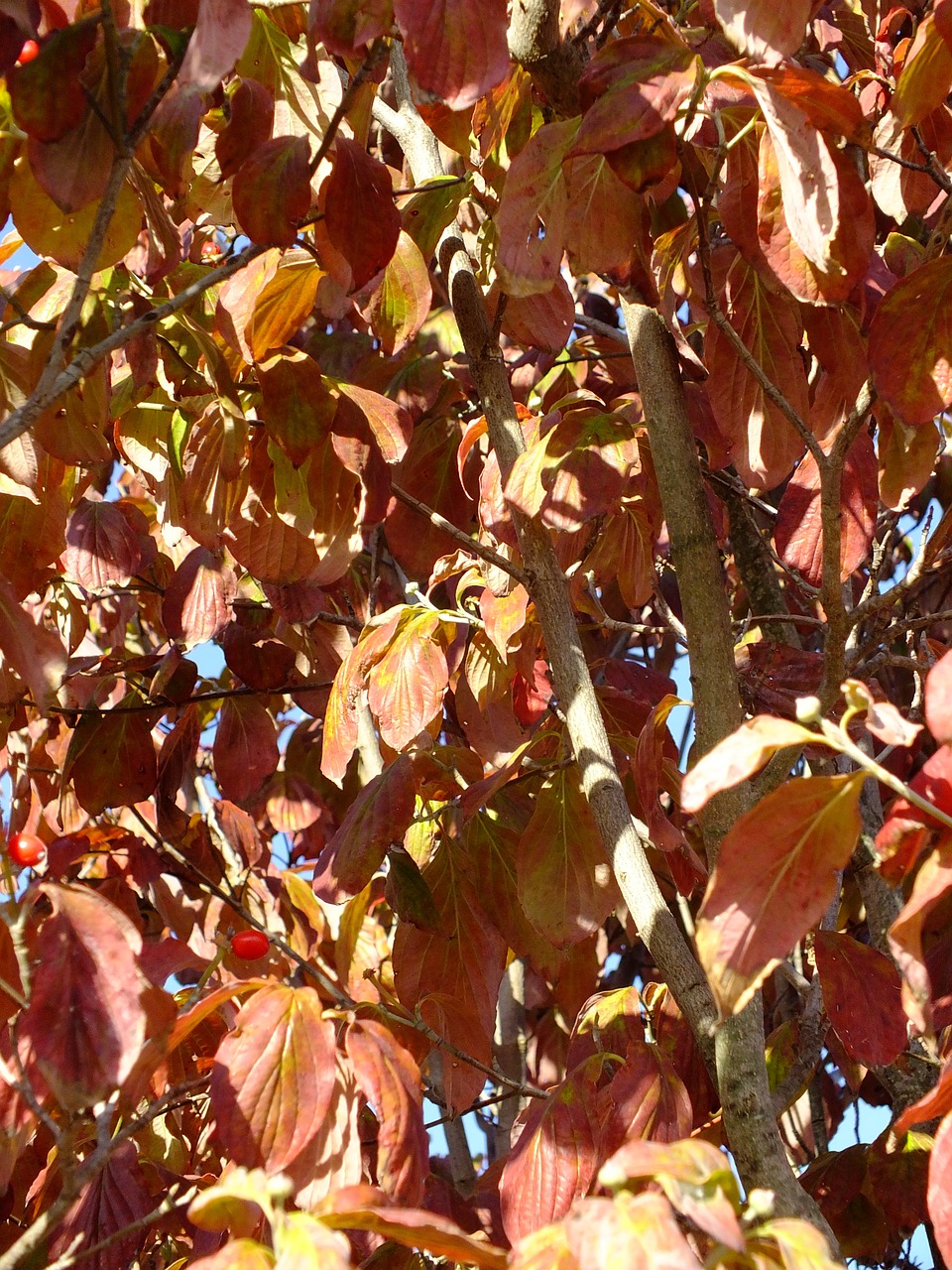 leaves autumn dogwood free photo