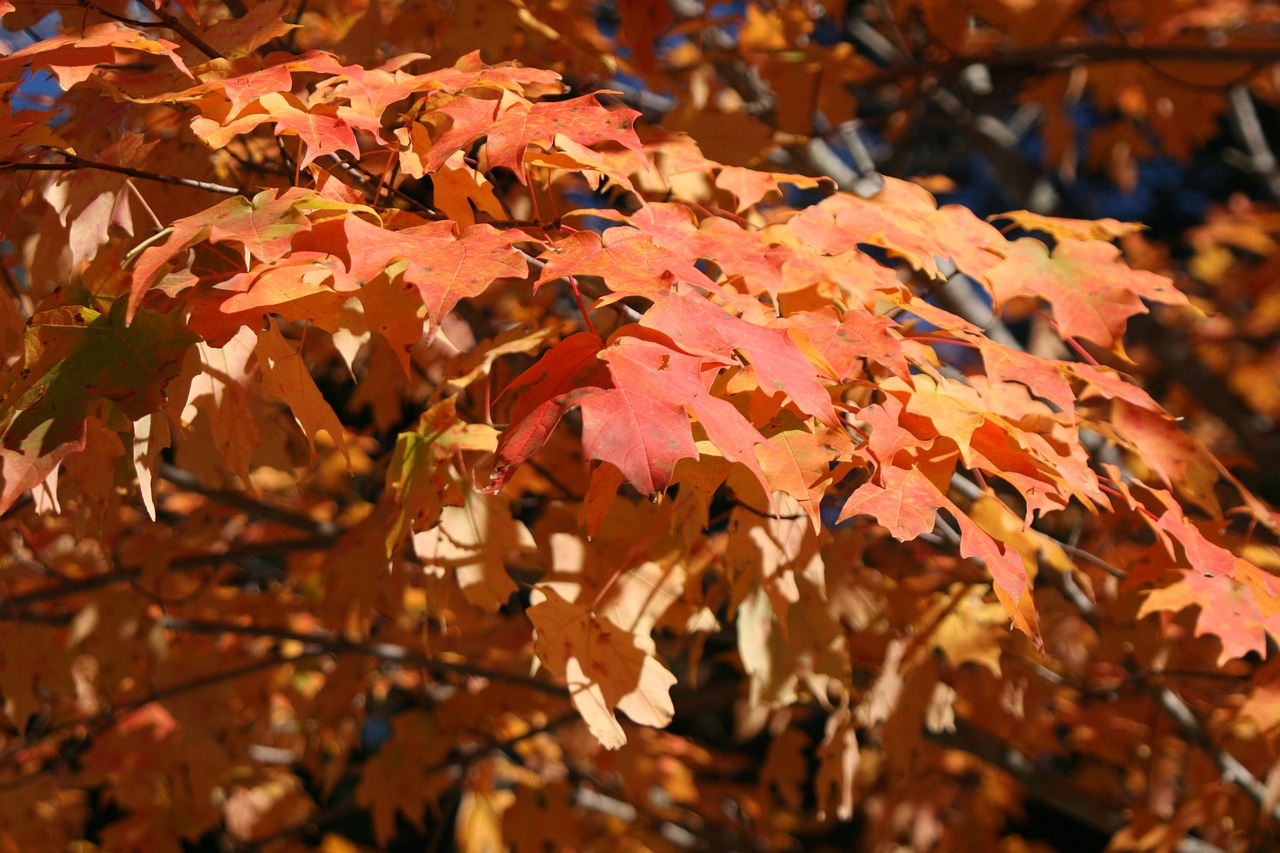 leaves autumn autumn leaves free photo