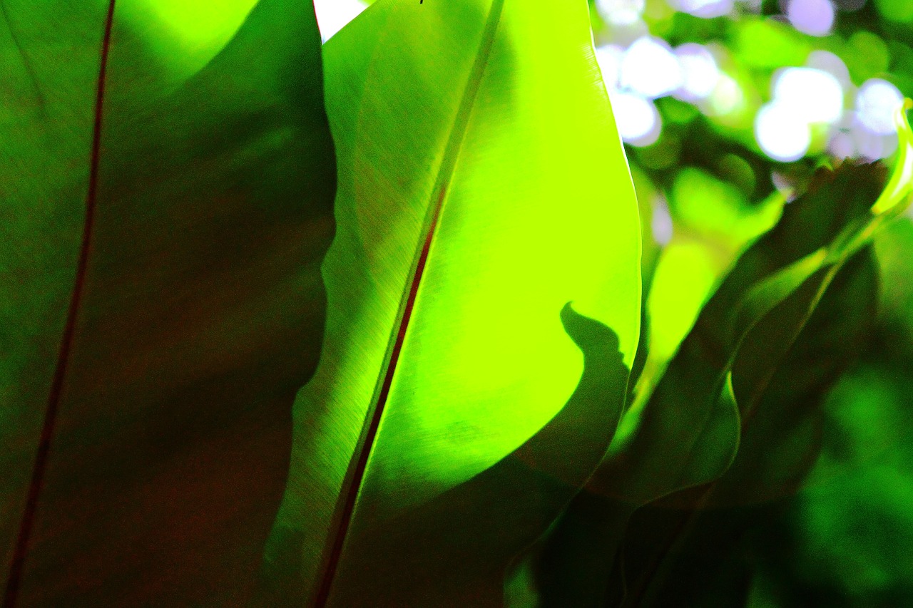 leaves green palm free photo