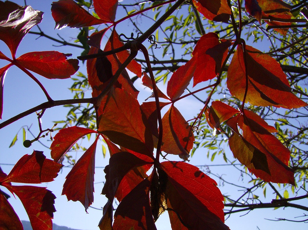 leaves autumn macro free photo