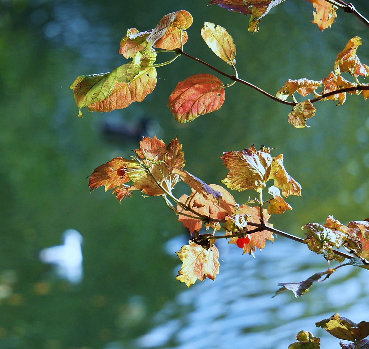 leaves autumn golden autumn free photo