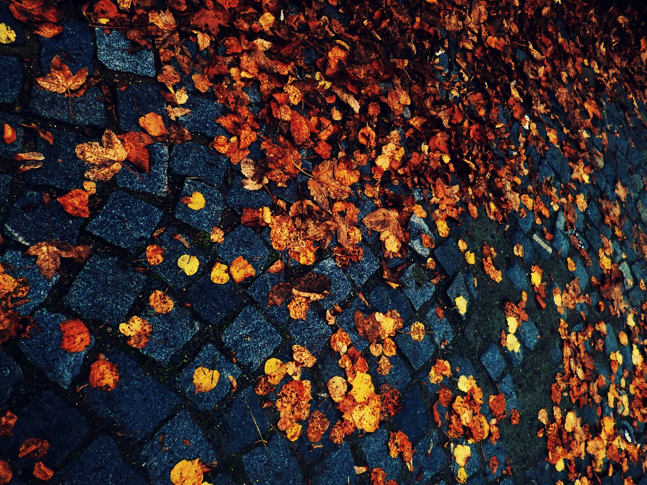 leaves autumn cobbles free photo