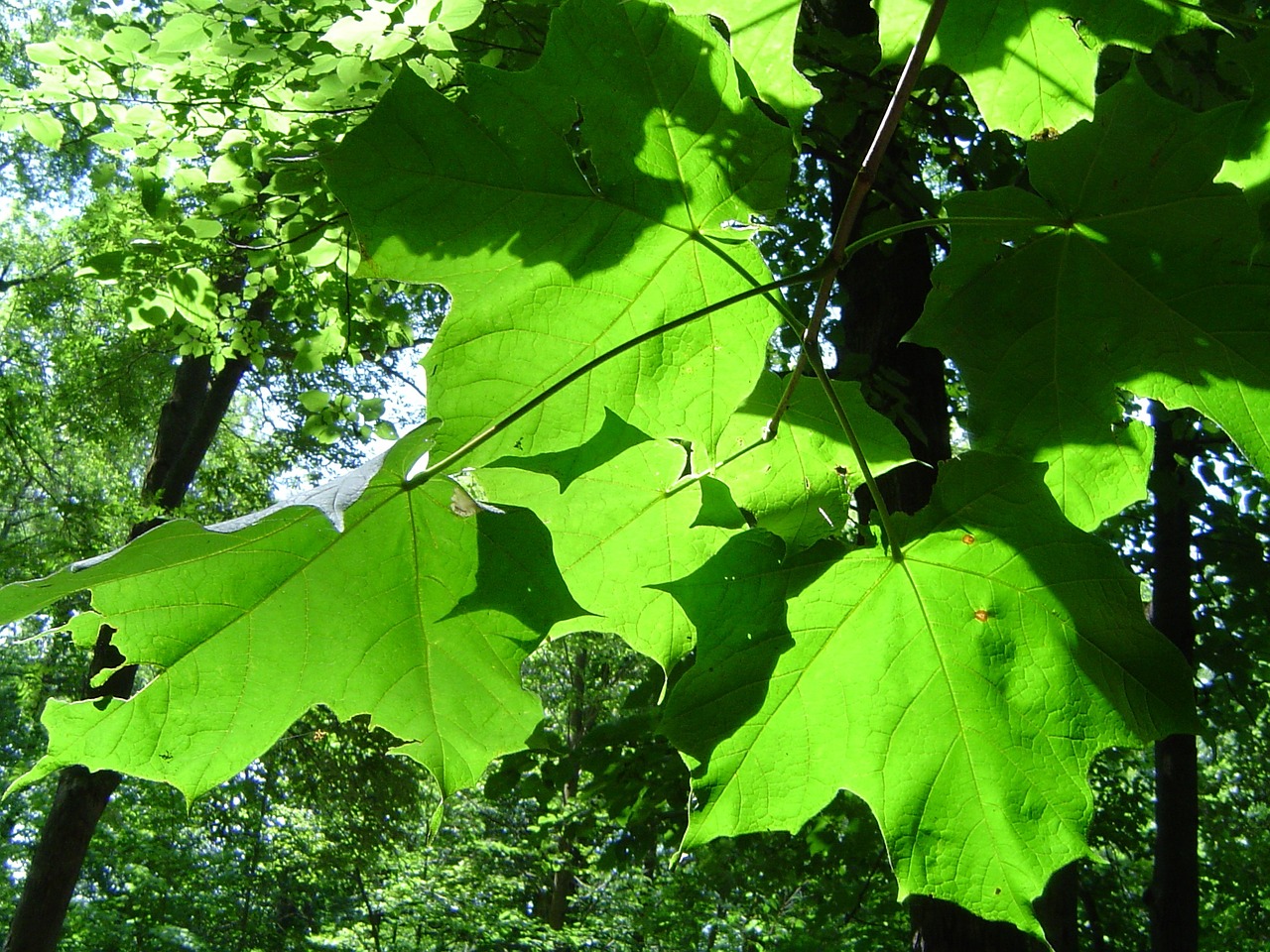 leaves green nature free photo