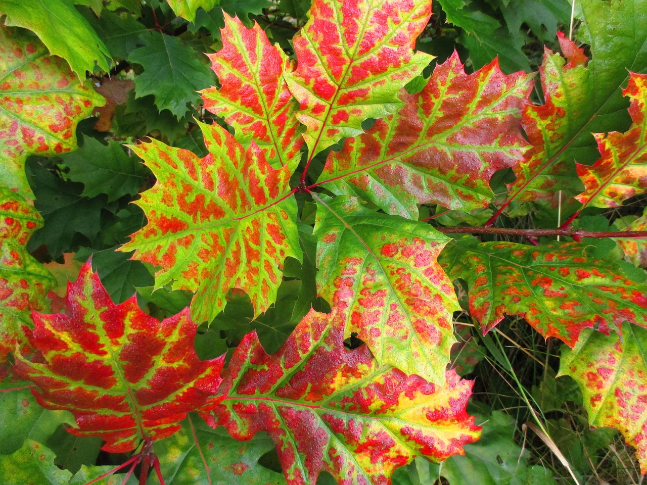 leaves autumn fall color free photo