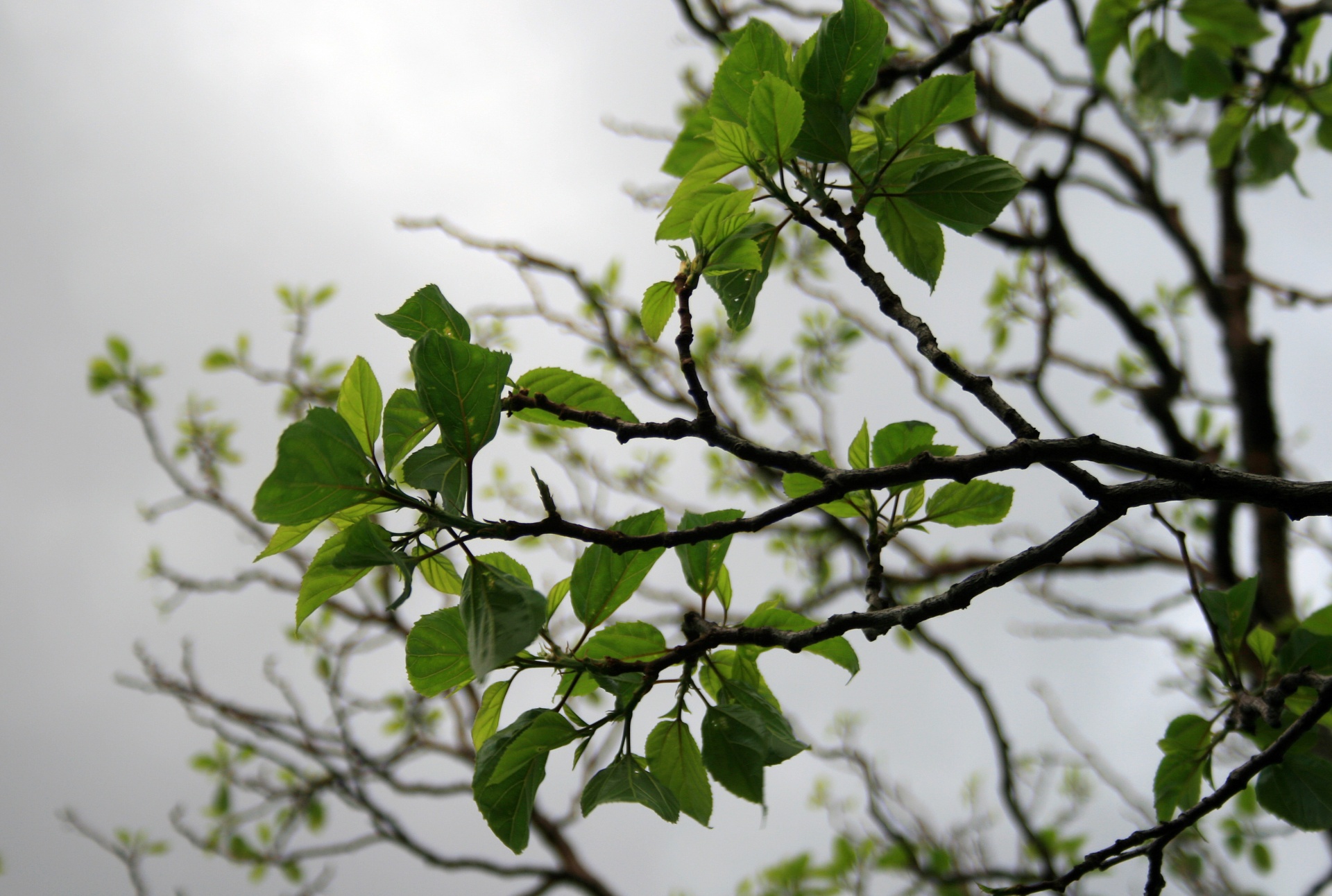 tree leaves green free photo