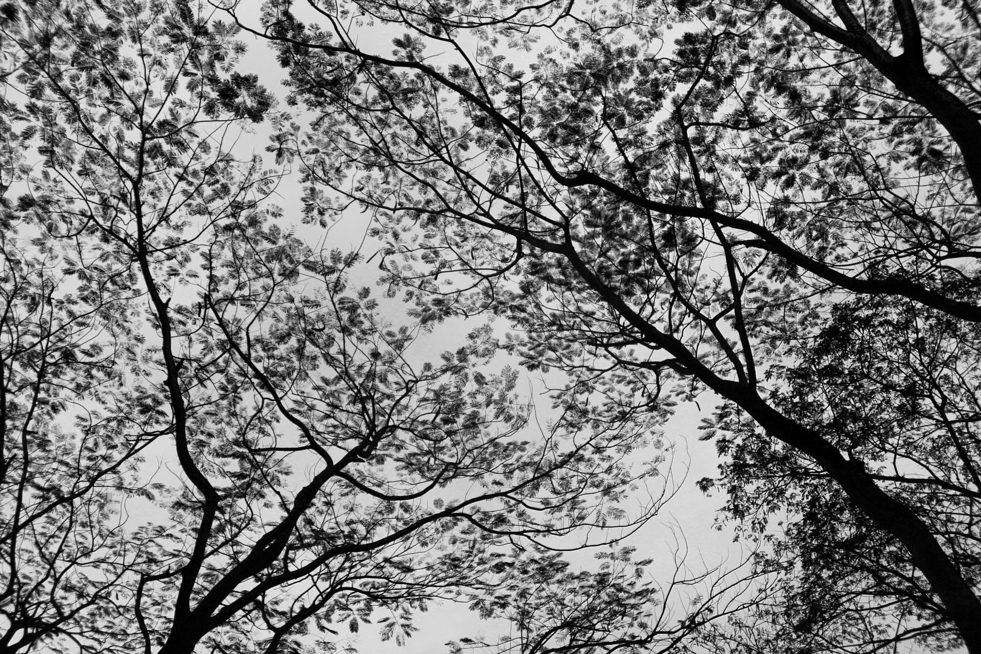 leaves branches black white black free photo